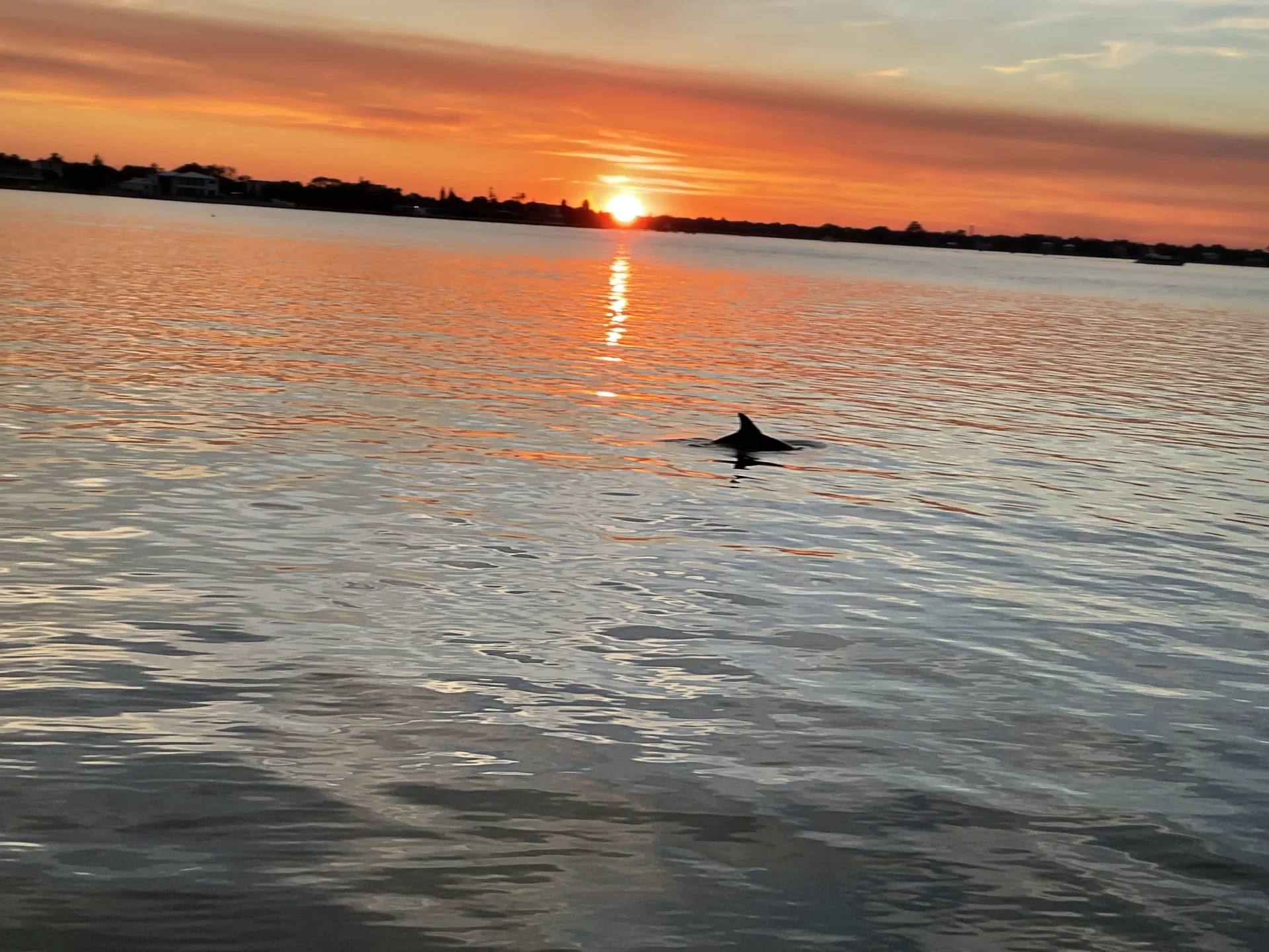 Wild dolphin surfacing in calm water at sunset