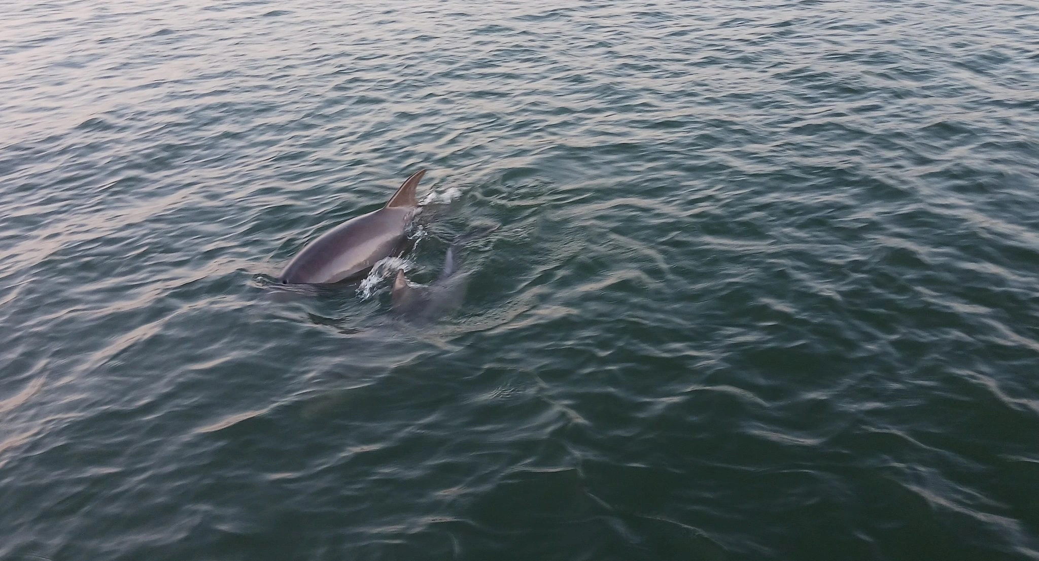 Two wild dolphins swimming beside a St. Augustine boat